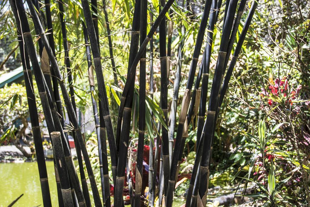 基拉韦厄集团山林小屋 沃尔卡诺 客房 照片